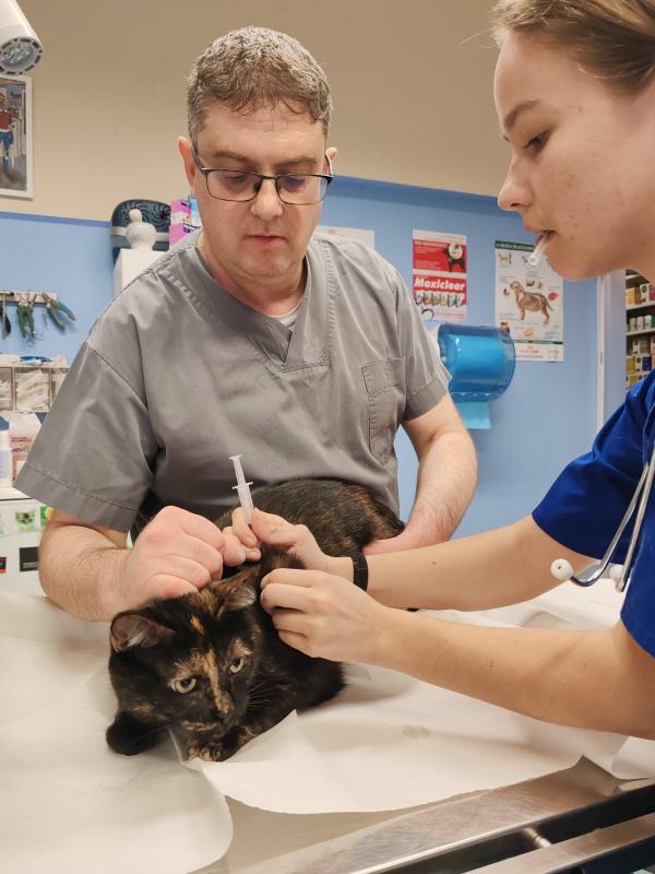 Ivartalanítási műtétek, kisebb sebészeti beavatkozások