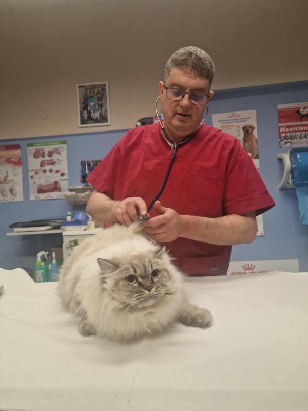 Általános állatorvosi ellátás, belgyógyászat