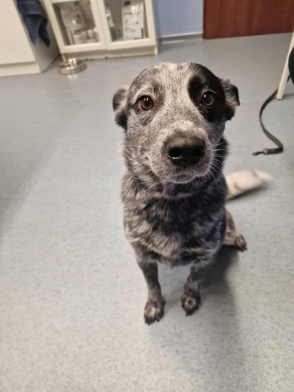 Mikrochip beültetés, útlevél kiállítása