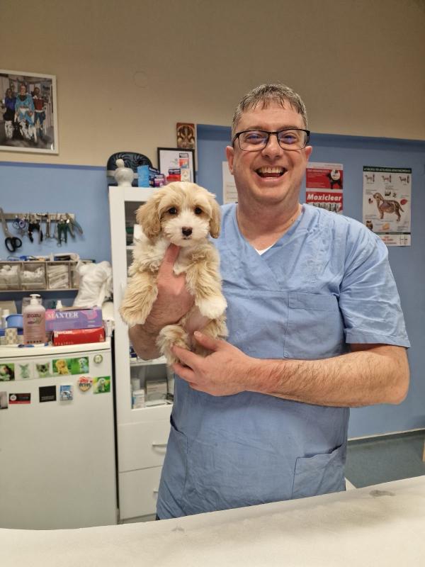 Mikrochip beültetés, útlevél kiállítása